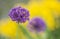 Purple garden leek on a yellow background