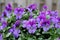 purple garden Pansies or Violets after a rain shower