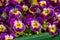 Purple garden pansy flowers in macro closeup, colorful ornamental flowers for the backyard, popular flowers from Europe and Asia,