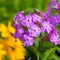 Purple Garden Phlox