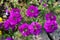 Purple garden Verbena blooming.  Flower on bed.