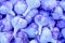 Purple garlic background. Color of the year very peri