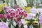 Purple genus vanda orchid groups
