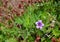 Purple Geranium flower, Marian Bear Memorial Park,