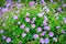 Purple geranium flowers in a garden.