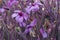 Purple geranium maderense flower