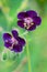 Purple geraniums in the garden