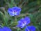 Purple Geraniums grow in summer garden close up shot