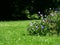 Purple Geraniums grow on a summer lawn