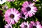 Purple gerbera daisy flowers