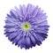 Purple gerbera flower on a white isolated background with clipping path. Closeup. no shadows. For design.