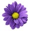 Purple gerbera flower. White isolated background with clipping path. Closeup. no shadows. For design.
