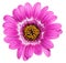 Purple gerbera with yellow hart