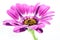 Purple gerbera with yellow hart