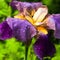 Purple German Iris or Iris