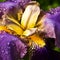 Purple German Iris or Iris germanica macro