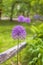Purple Giant allium gladiator bloom by a fence in a spring garden