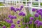 Purple Giant allium gladiator bloom by a fence in a spring garden