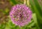 Purple giant garlic flowers close up