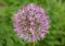 Purple giant garlic flowers close up