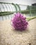 Purple Gladiator Allium on Key Bridge