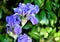 Purple gladiola flower in the garden