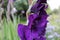 Purple gladioli flower closeup
