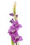 Purple gladioli flowers