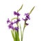 Purple gladioli flowers