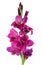 Purple gladiolus