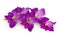 Purple gladiolus