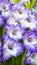 Purple gladiolus