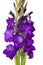 Purple gladiolus flowers