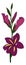 Purple gladiolus, illustration, vector