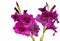 purple gladiolus isolated