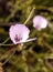 Purple gleam California poppy flower