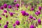 Purple `Globe Amaranth` flower in garden