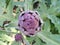 Purple Globe Artichoke Plant Top View