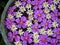 Purple glory and starburst flowers floating