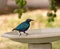 Purple Glossy Starling