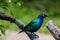 Purple glossy Starling