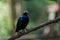 Purple glossy starling in a bird aviary