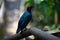 Purple glossy starling in a bird aviary