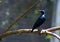 Purple Glossy Starling, Lamprotornis purpureus