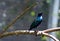 Purple Glossy Starling, Lamprotornis purpureus