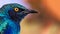 Purple glossy starling (Lamprotornis purpureus)