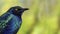 Purple glossy starling (Lamprotornis purpureus)