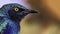 Purple glossy starling (Lamprotornis purpureus)