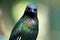 Purple glossy starling, Purple Starling, Lamprotornis purpureus