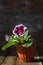 Purple Gloxinia flower in a brown pot on a wooden table on a dark background. Closeup